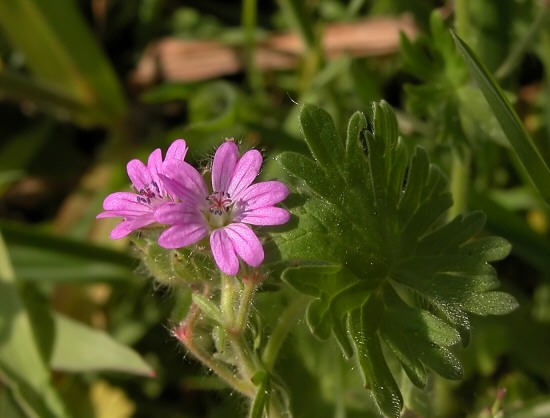 Geranium molle / Geranio volgare